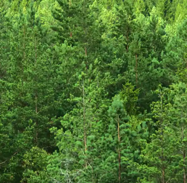 Bioenergy from the forests
